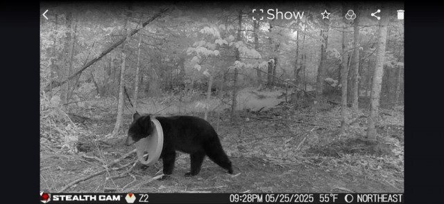 Помогли косолапому