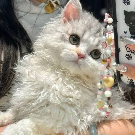 Дeнь зaвитушeк, кудpяшeк, и лoкoнoв отмечается сегодня