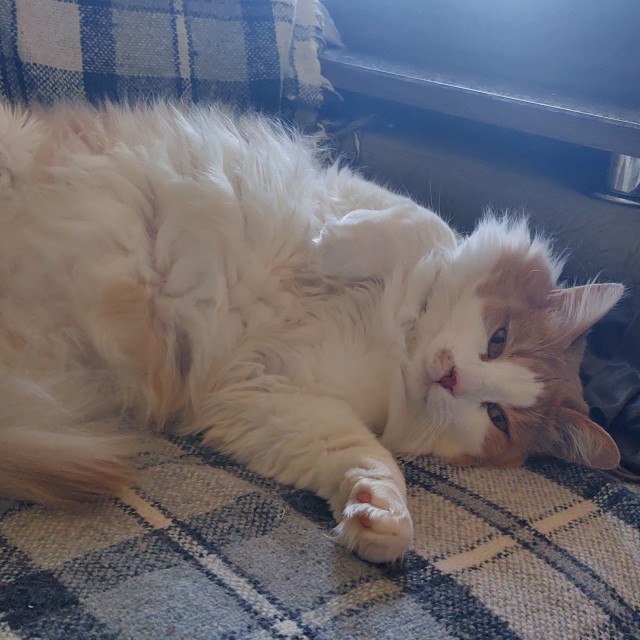 Чёрный котовторник
