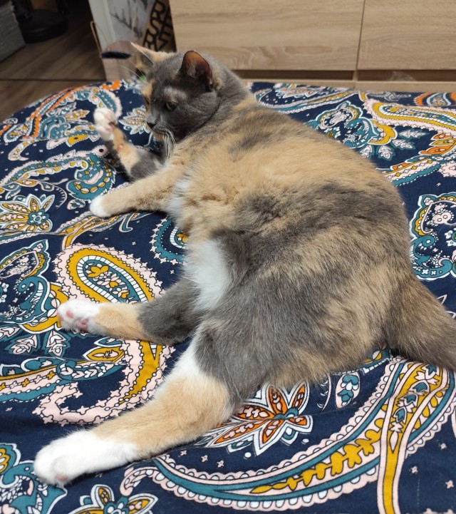 Котовторник