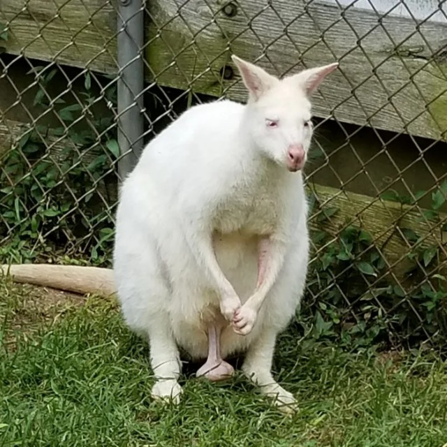 Сидит кенгуру-альбинос на травке и хохочет...