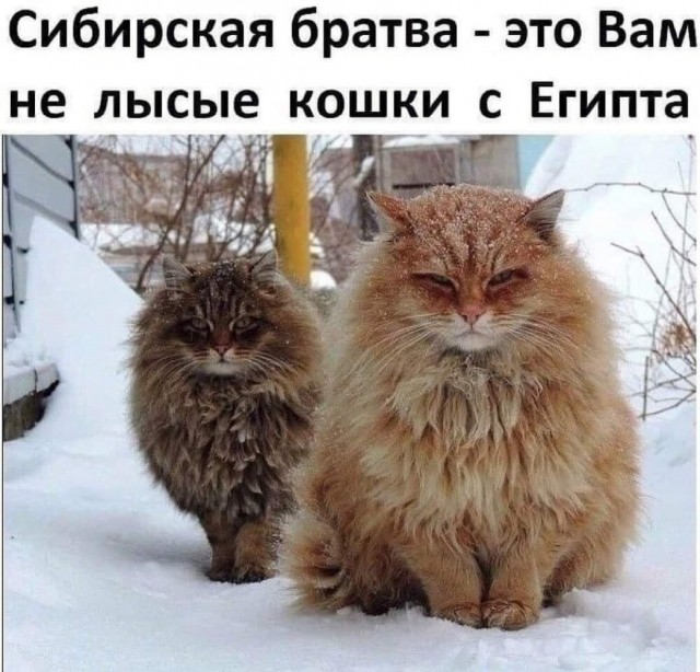 Субботние картинки