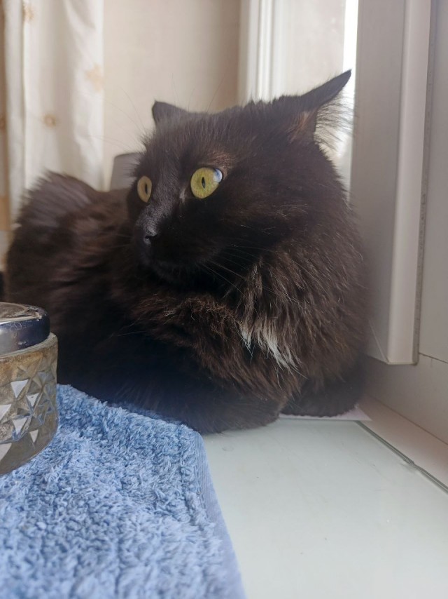 А котовторник уже пришёл?