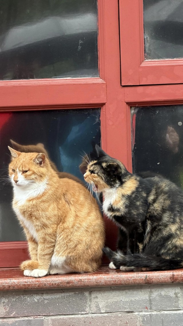 Рандомных фото котов тред