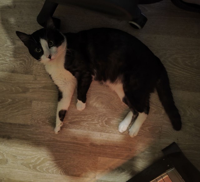 Принимайте в свои ряды которабы