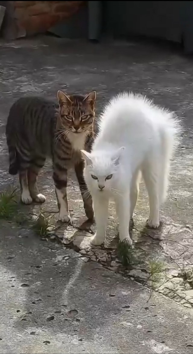 Почему кошка не боится соперника