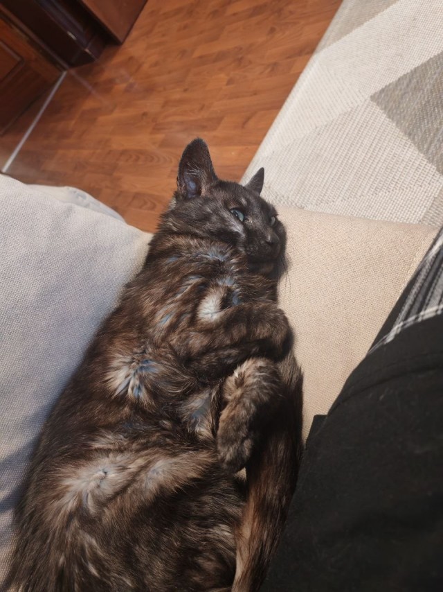 Котовторник