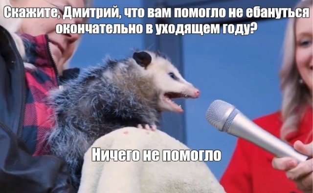 Котики