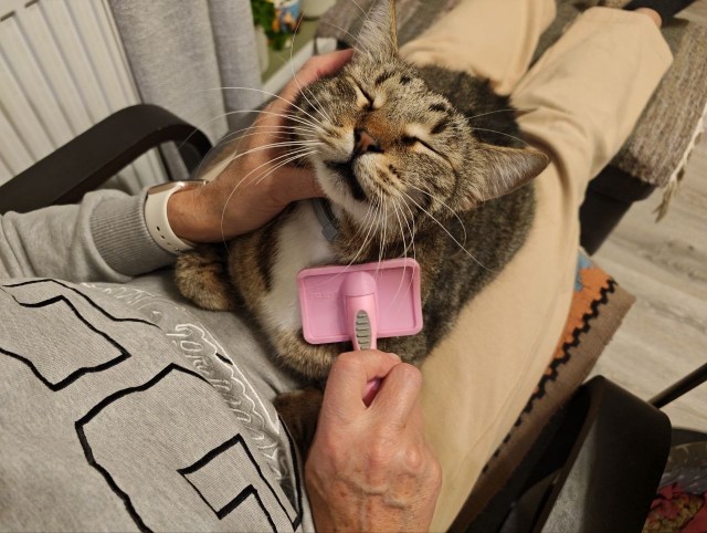 Балдеж кота.