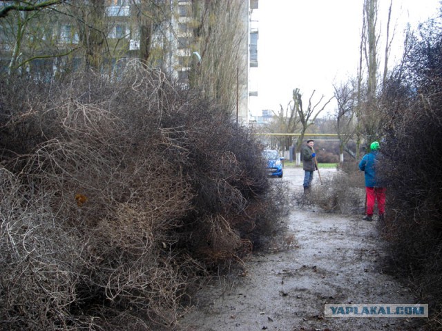 Поселок Мирный атакуют растения