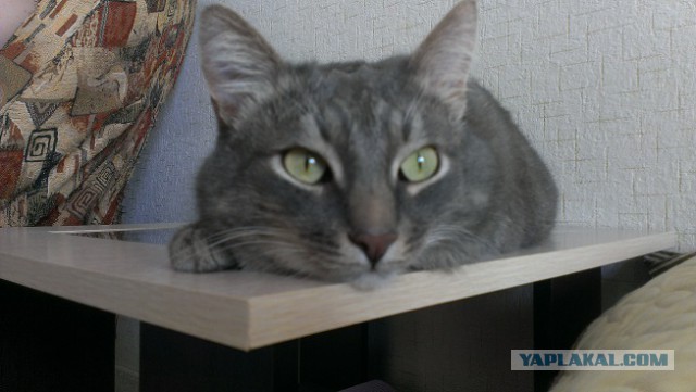 Котовторник 18.03.2014
