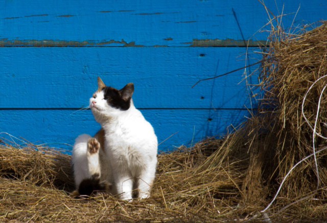 Котовторник  08.04.2014