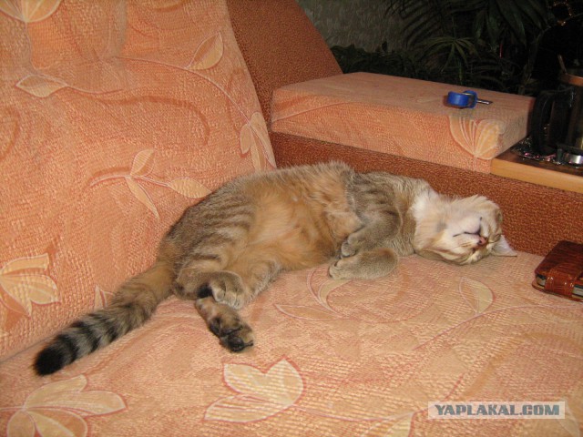 Завидую своему коту