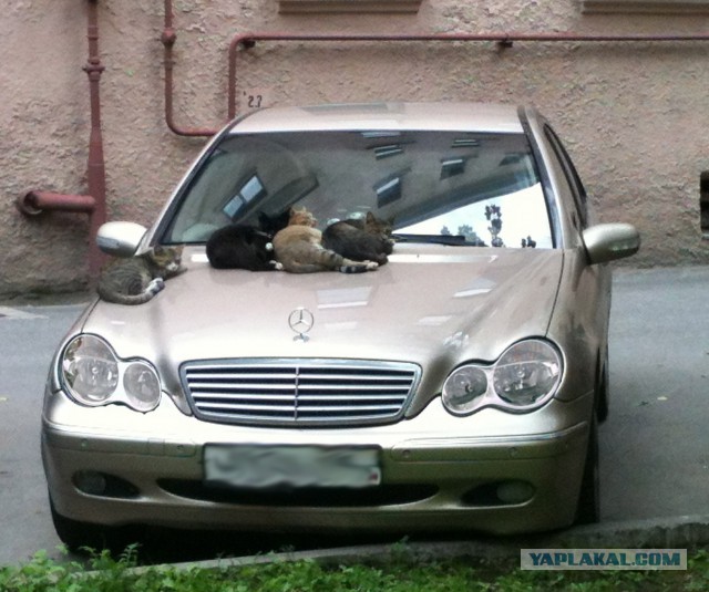 Выхожу с работы, а там...