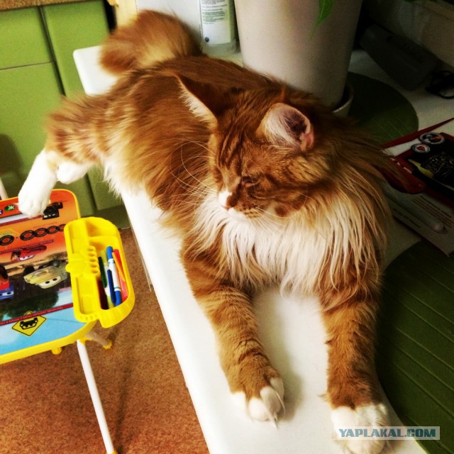 Котовторник 19.08.2014