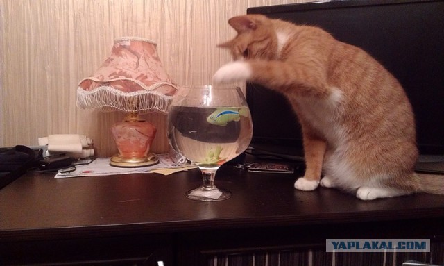 Котовторник 23.09.2014.