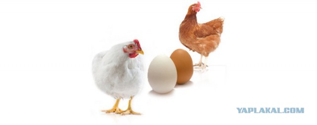 Коричневые и белые яйца