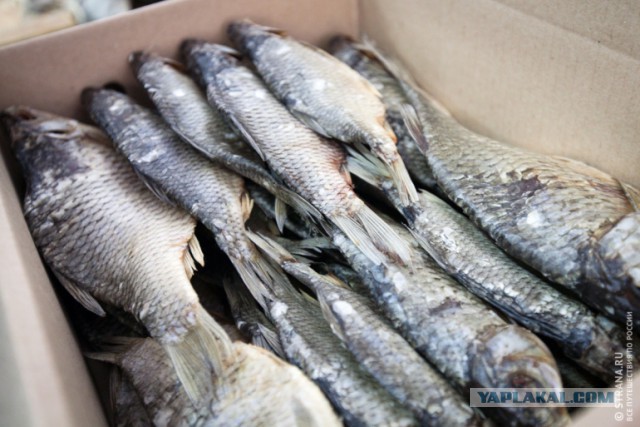 Как вялят рыбу в Астрахани