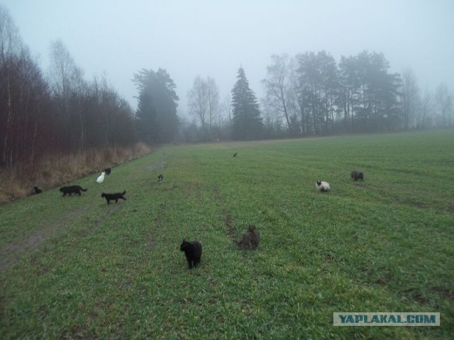 Жизнь домашнего приюта для котеек