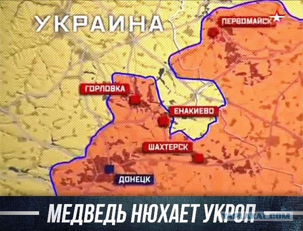 Медведь нюхает...