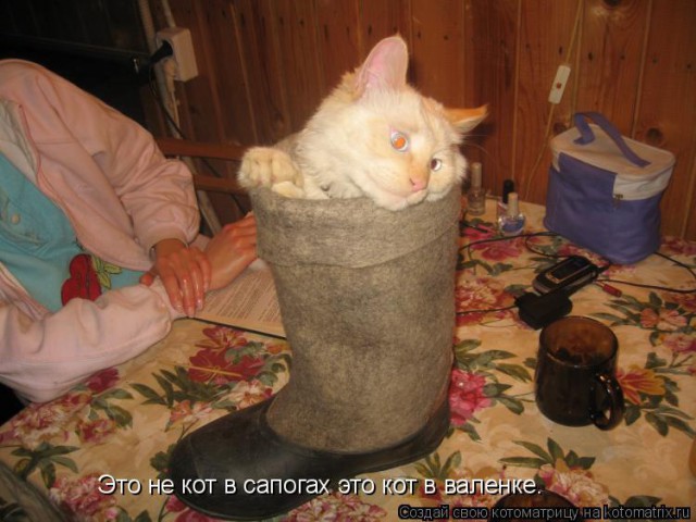 Даешь каждому коту по ботинку!