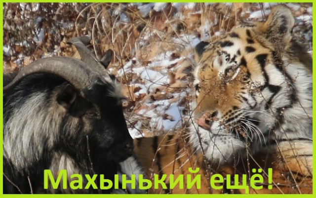 Что любят кушать кошки?
