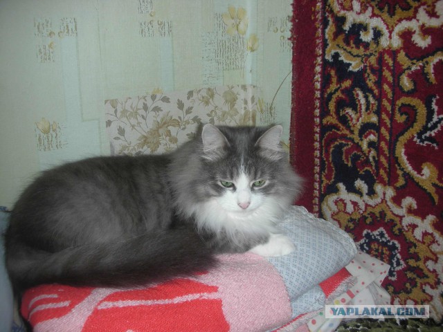 Те, которым мы помогли.