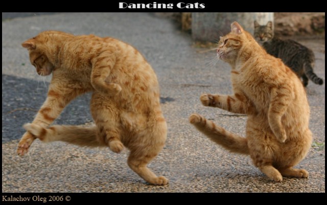 Коты, кошки, котята