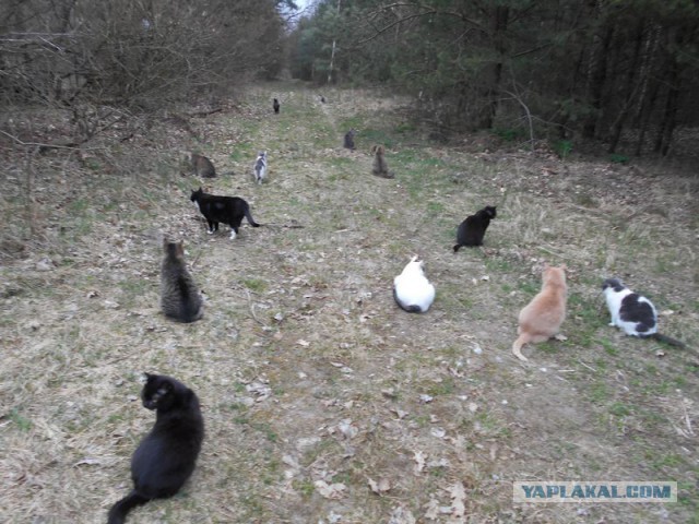 Жизнь домашнего приюта для котеек 108