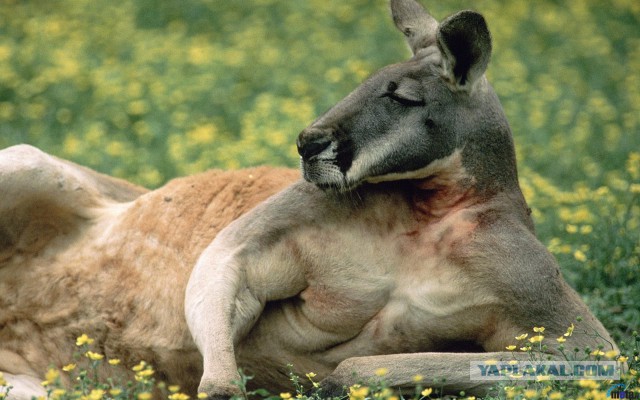 Жителям Австралии стоит устанавливать в доме прочные стекла