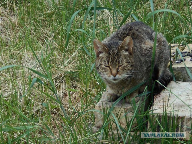 Жизнь домашнего приюта для котеек 113