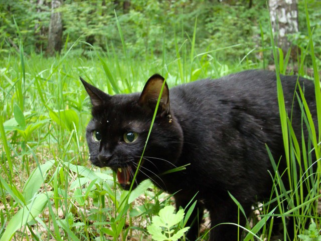 Домашние коты на природе