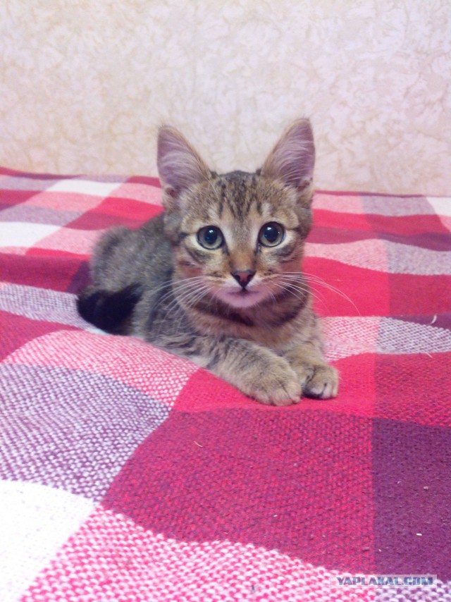 Еще один найденыш к которвторнику