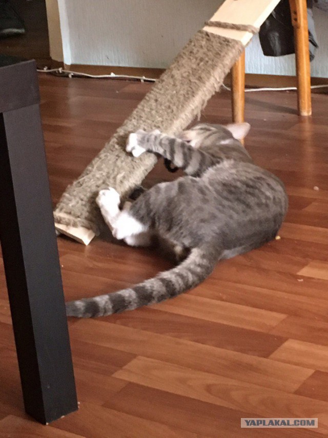 Про кота и вред