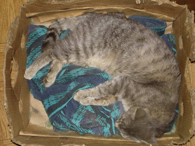 Коты из сети