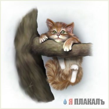 И кашаки, и ангелы, и... дафига всиво