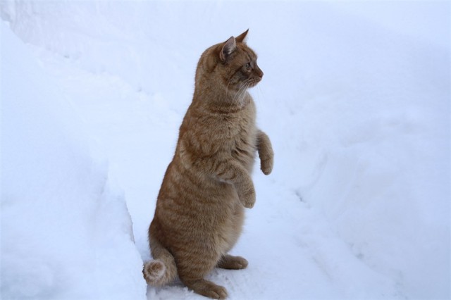 Коты из сети