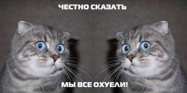 20 мест, в которых не должно было быть кота, но вот он