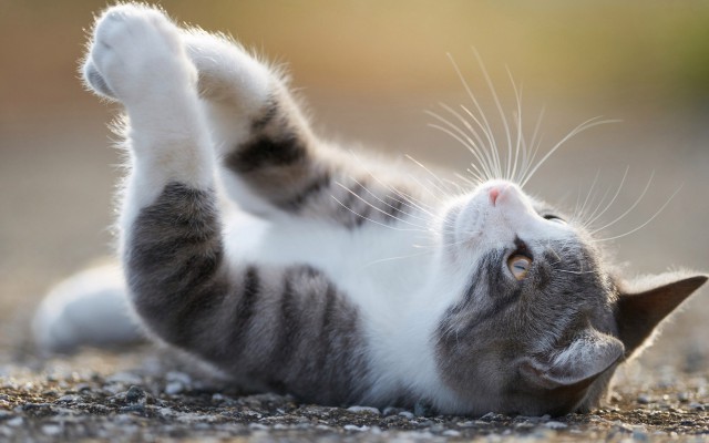 Коты из сети
