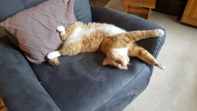 Коты и Кошки