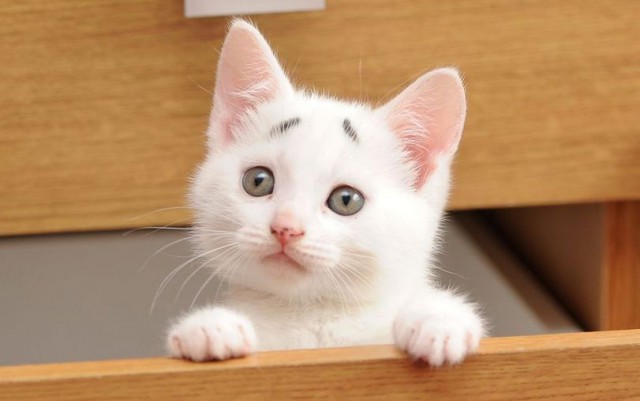 Коты и Кошки