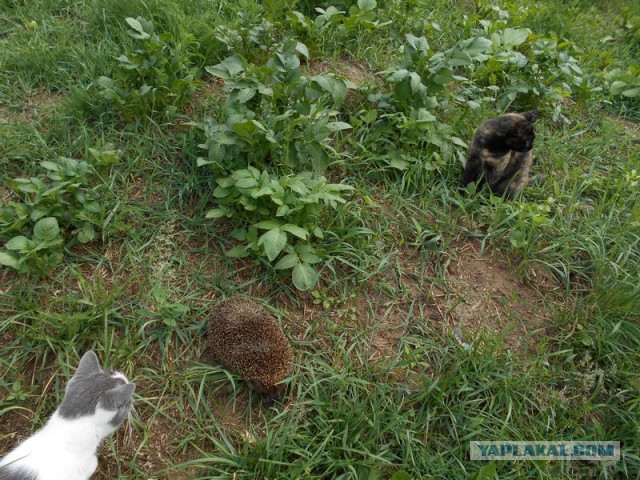 Жизнь домашнего приюта для котеек 172