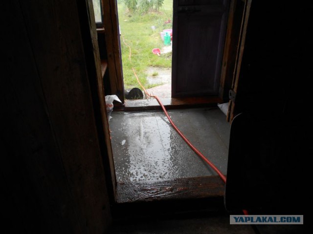 Жизнь домашнего приюта для котеек 173