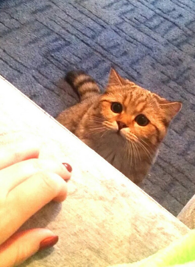 Котовторник 1.08.17
