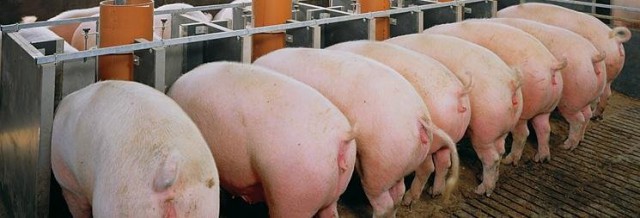 В Бразилии стартовал конкурс Miss BumBum 2017