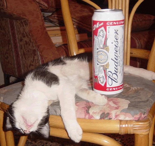 Коты и Кошки