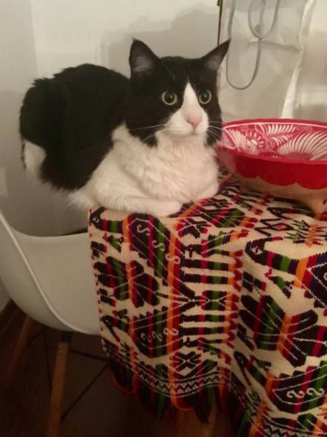 Коты и Кошки