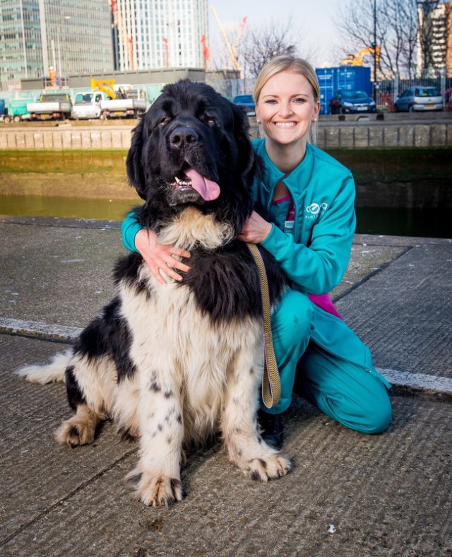 Этот невероятный пес спас 9 человек и 1 собаку