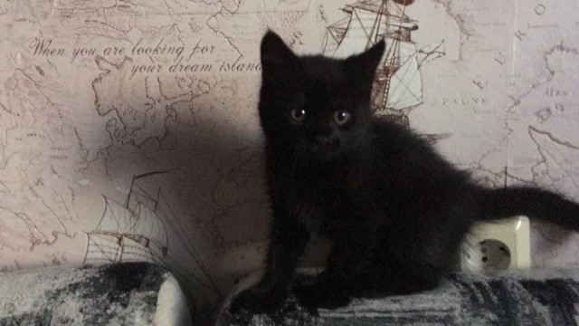 Коты и Кошки