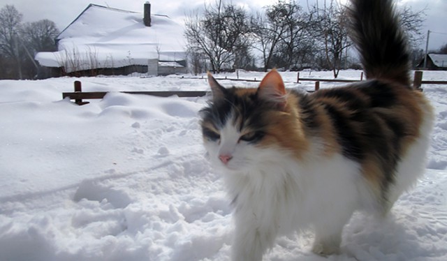 Котовторник 27.03.2018